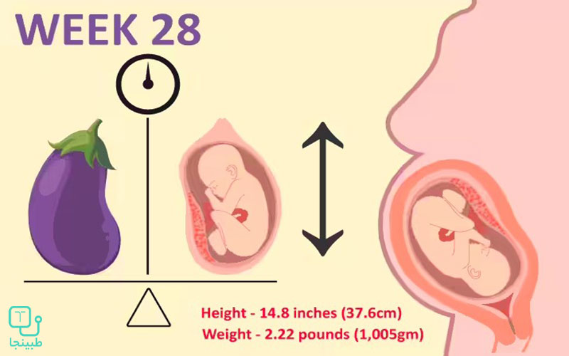 هفته بیست و هشتم بارداری