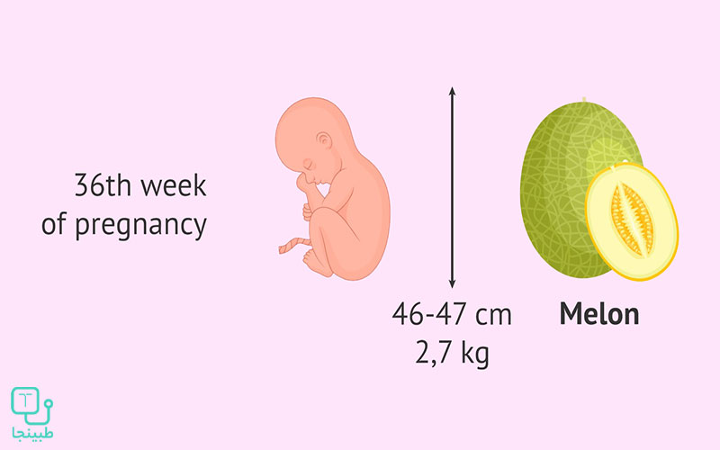 هقته 36 حاملگی